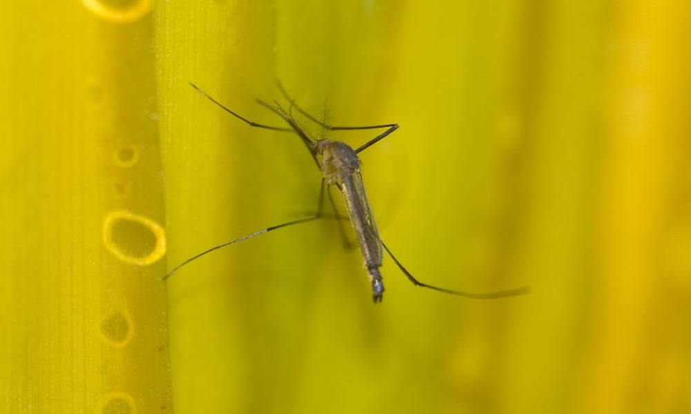 Brasil tem 424 casos confirmados de febre amarela