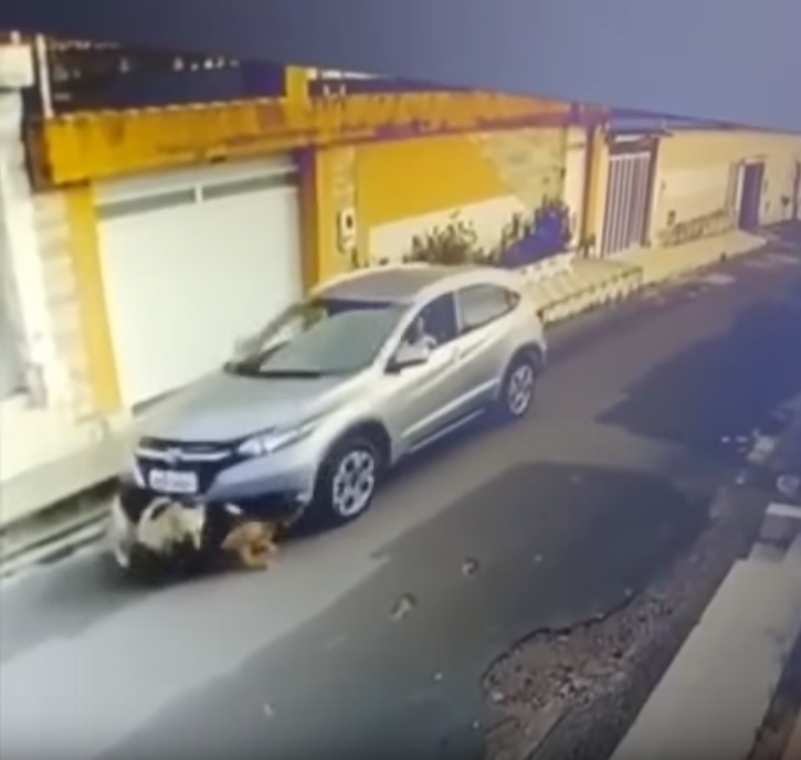 Vídeo de mulher atropelando cachorros em São Luís revolta internautas