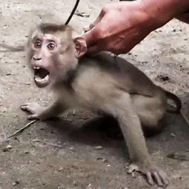 Filhotes de macacos tem dentes arrancados e são escravizados até a morte; veja vídeo Filhotes de macacos tem dentes arrancados e são escravizados até a morte; veja vídeo