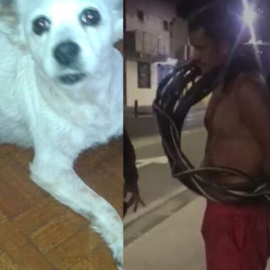 Com medo de ser preso ladrão de fio arremessa cachorro na polícia Com medo de ser preso ladrão de fio arremessa cachorro na polícia