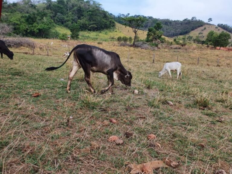 Sepat realiza audiências públicas on-line para regularizar oito mil imóveis na zona rural de Rondônia 16 Sepat realiza audiências públicas on-line para regularizar oito mil imóveis na zona rural de Rondônia