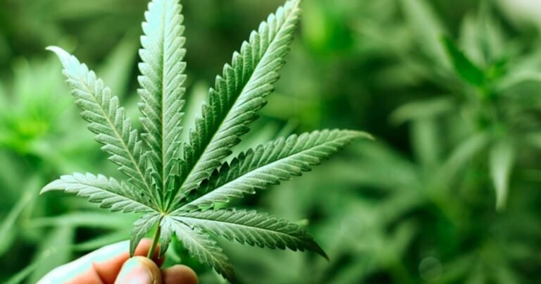 Quais as consequências negativas da maconha para a saúde? 20 Quais as consequências negativas da maconha para a saúde?