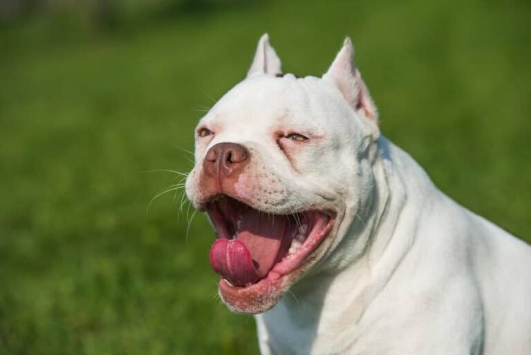 Cães pit bull provocam pânico, mordem pessoas, mobilizam equipe da PM e um deles é abatido a tiros 2 Cães pit bull provocam pânico, mordem pessoas, mobilizam equipe da PM e um deles é abatido a tiros