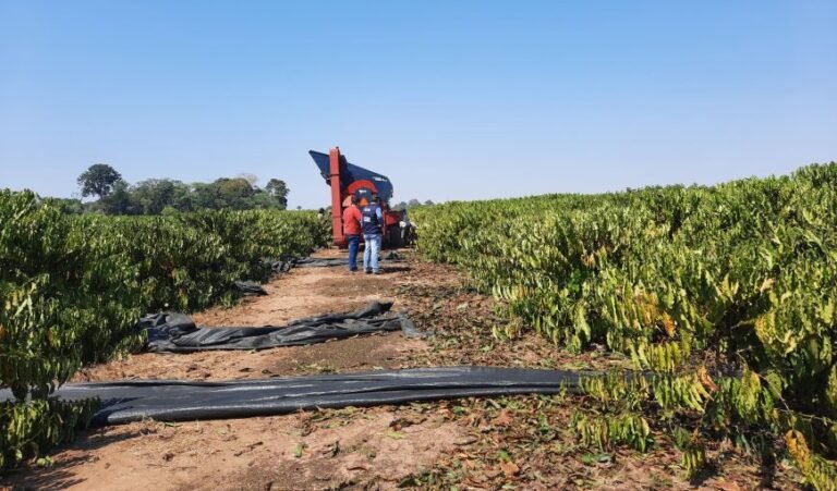 Produtividade do agronegócio de Rondônia chama a atenção de outros estados 6 Produtividade do agronegócio de Rondônia chama a atenção de outros estados