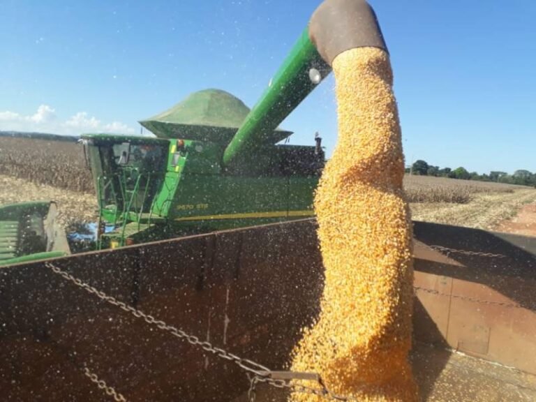 Problema climático derruba produção de milho, mas preço bom evita prejuízos na região de Cerejeiras 16 Problema climático derruba produção de milho, mas preço bom evita prejuízos na região de Cerejeiras