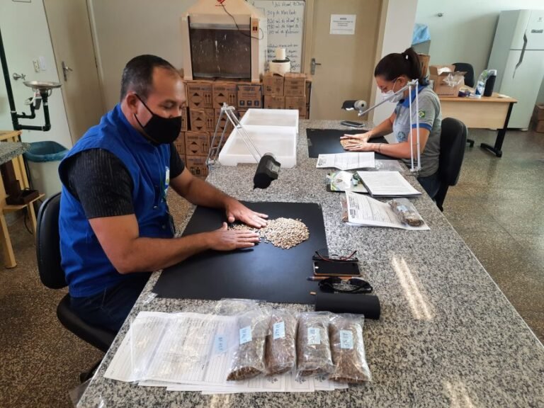 Amostras participantes do 6º Concafé passam pelo processo de triagem e classificação; premiação ocorre em outubro 15 Amostras participantes do 6º Concafé passam pelo processo de triagem e classificação; premiação ocorre em outubro