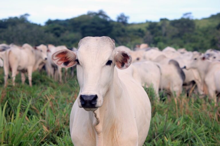 Preço médio da arroba do boi gordo é de R$ 292 em Rondônia 2 Preço médio da arroba do boi gordo é de R$ 292 em Rondônia