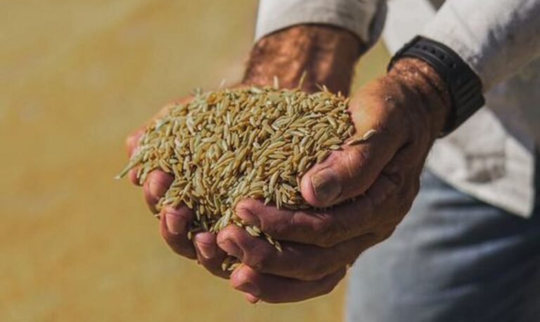 Arroz anã pode ser incluído como Indicação Geográfica no Brasil