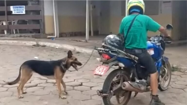 Homem é preso após ser flagrado amarrando e arrastando cadela em moto 10 Homem é preso após ser flagrado amarrando e arrastando cadela em moto
