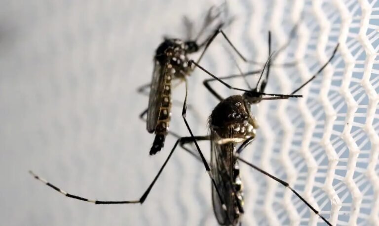 Ministros se unem em vídeo para combate à dengue no Brasil 11 Ministros se unem em vídeo para combate à dengue no Brasil