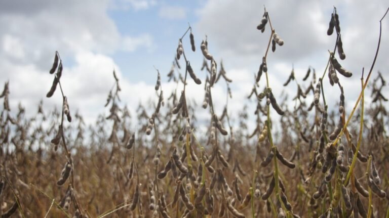 Cresce o número de propriedades cadastradas para cultivo de soja em Rondônia 16 Cresce o número de propriedades cadastradas para cultivo de soja em Rondônia