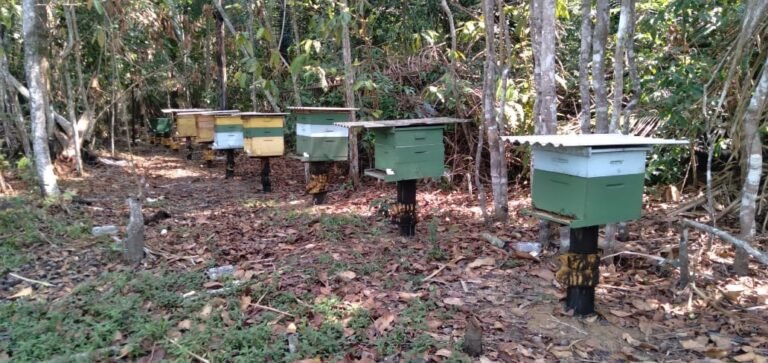 Com produção de mel em crescimento, Prefeitura de Porto Velho oferece cursos técnicos e apoia apicultores 15 Com produção de mel em crescimento, Prefeitura de Porto Velho oferece cursos técnicos e apoia apicultores
