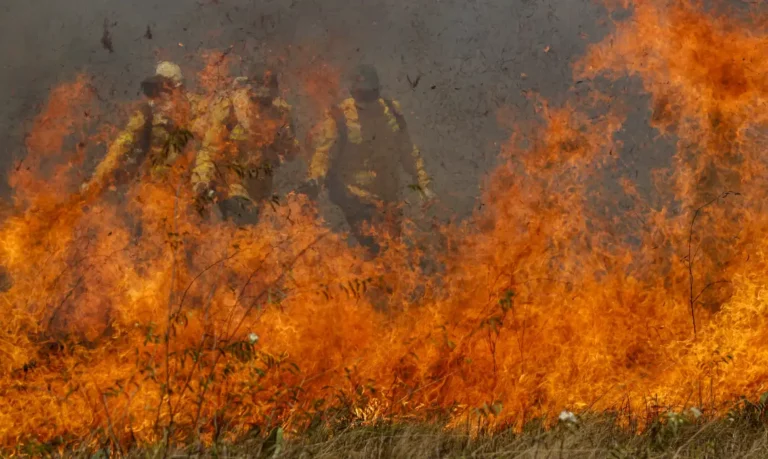 Pantanal acumula em 12 meses mais de 9 mil focos de incêndio 8 Pantanal acumula em 12 meses mais de 9 mil focos de incêndio
