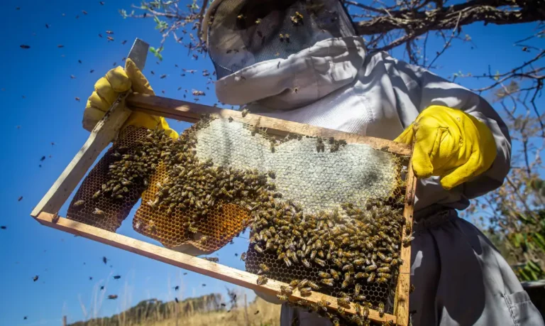 Rio Grande do Sul contabiliza perda de 17 mil colmeias desde enchentes 6 Rio Grande do Sul contabiliza perda de 17 mil colmeias desde enchentes