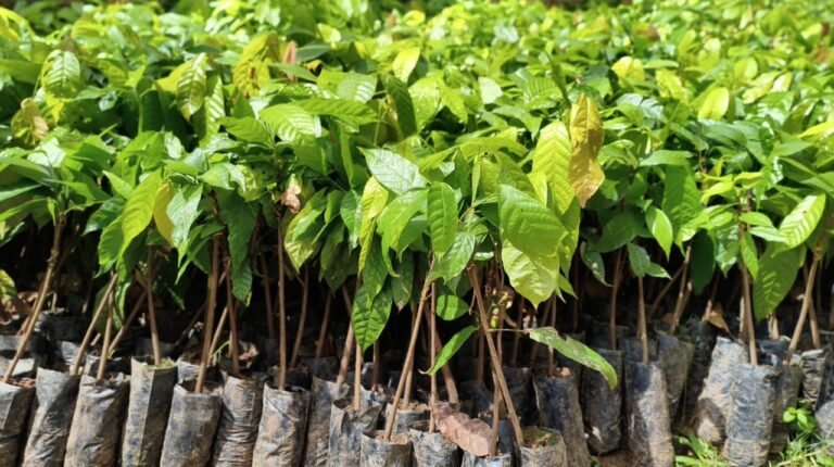 Agricultura: Alan Queiroz destina 3 mil mudas de cacau para produtores de Buritis 19 Agricultura: Alan Queiroz destina 3 mil mudas de cacau para produtores de Buritis
