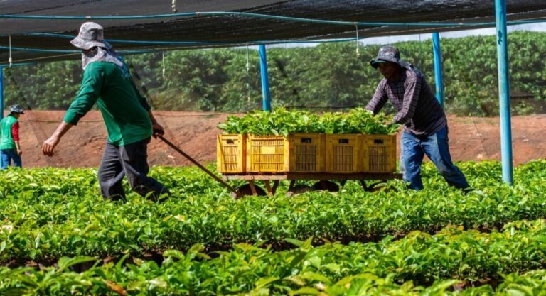 Alan Queiroz destina R$ 50 mil para fortalecer produção rural em São Francisco do Guaporé 4 Alan Queiroz destina R$ 50 mil para fortalecer produção rural em São Francisco do Guaporé