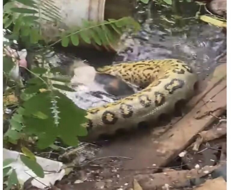 Fernando Silva solicita limpeza e desobstrução de canal no bairro Três Marias após moradores relatarem risco com animais peçonhentos 9 Fernando Silva solicita limpeza e desobstrução de canal no bairro Três Marias após moradores relatarem risco com animais peçonhentos