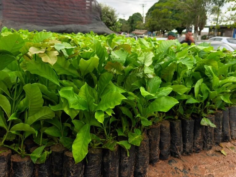 Deputado Alan Queiroz destina mudas de café para fortalecer produção rural em Candeias do Jamari 13 Deputado Alan Queiroz destina mudas de café para fortalecer produção rural em Candeias do Jamari