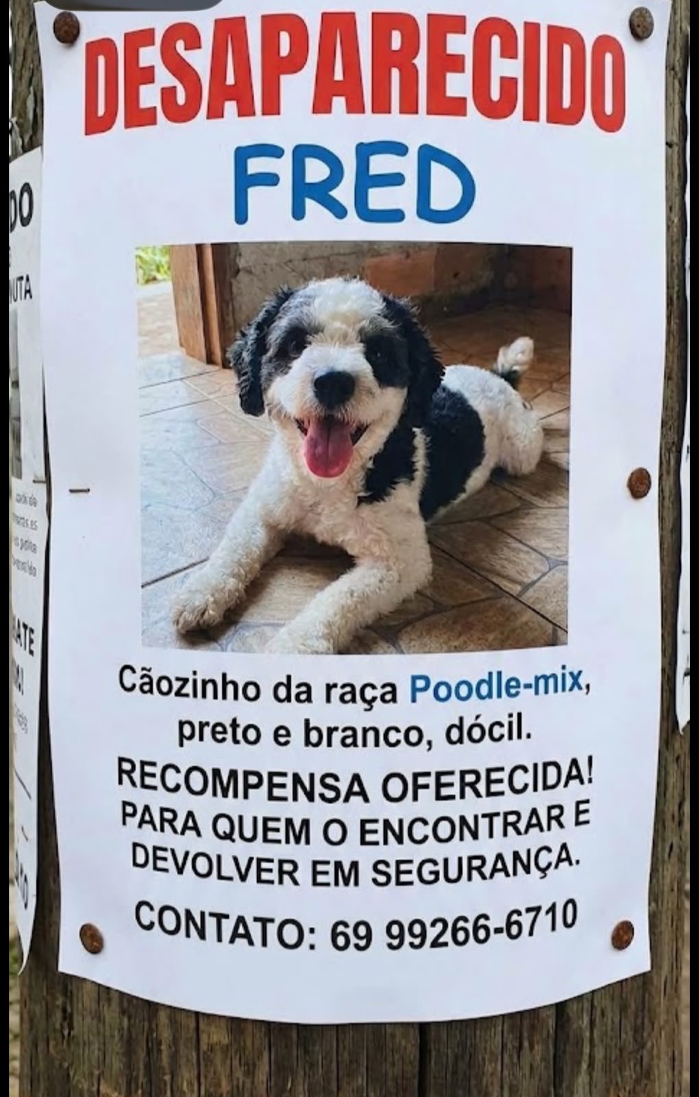 APELO: Família procura por cãozinho Fred desaparecido e oferece recompensa em Porto Velho